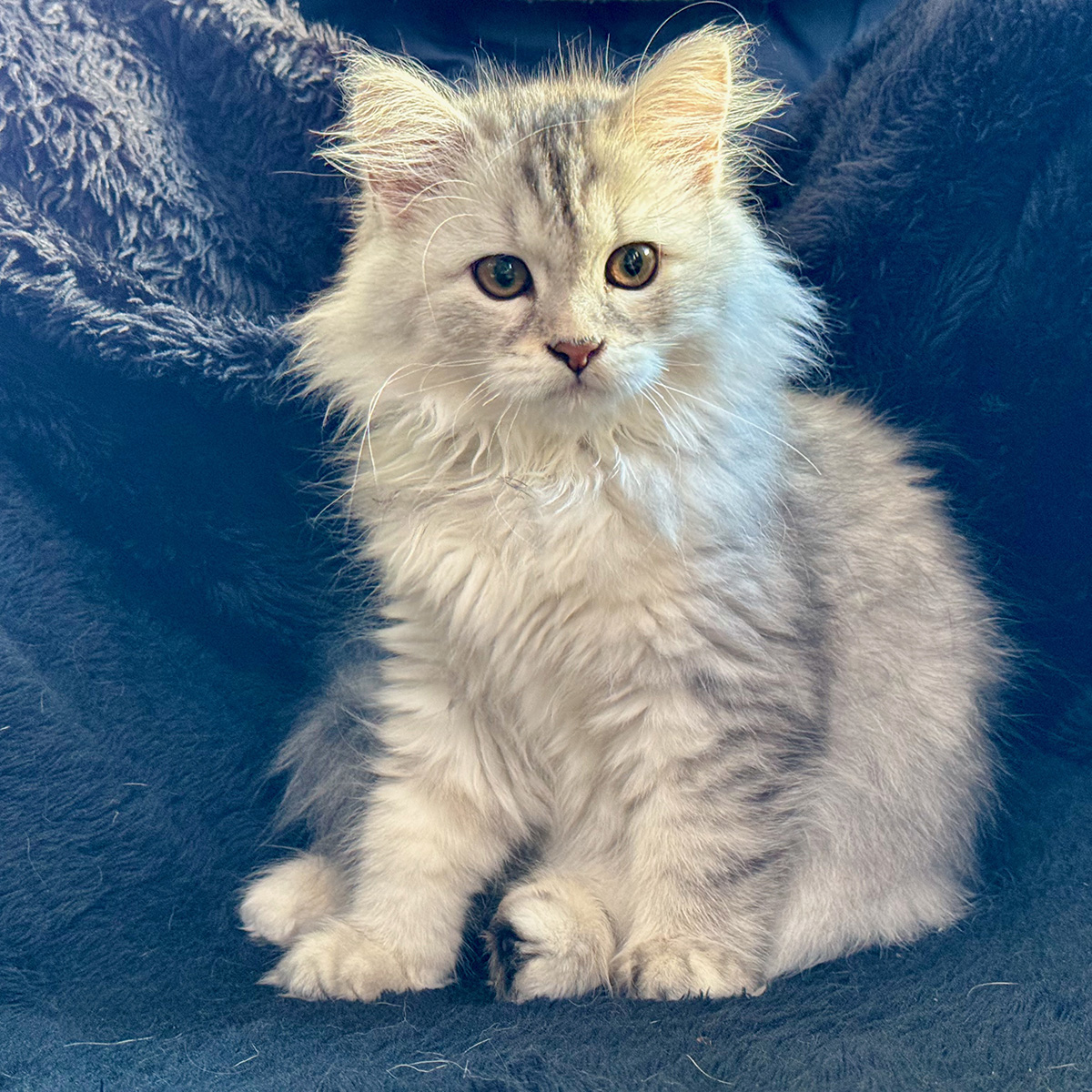 Azalée des Crunnchú