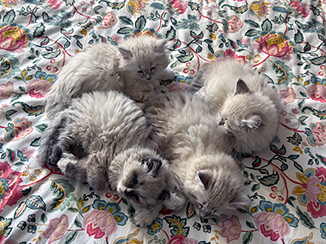 4 chatons, nés le 14 avril 2026, disponibles mi juillet ! Tous les chatons ont trouvé leur famille !