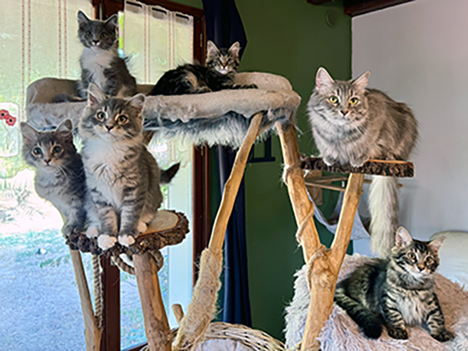 5 chatons, nés le 7 mai 2026, Tous les chatons ont trouvé leur famille !