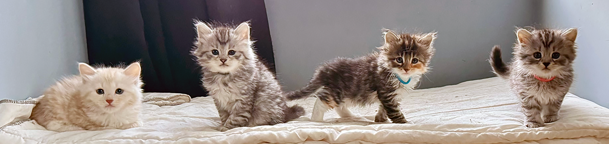 4 chatons, nés le 4 août 2026. Tous les chatons ont trouvé leur famille !